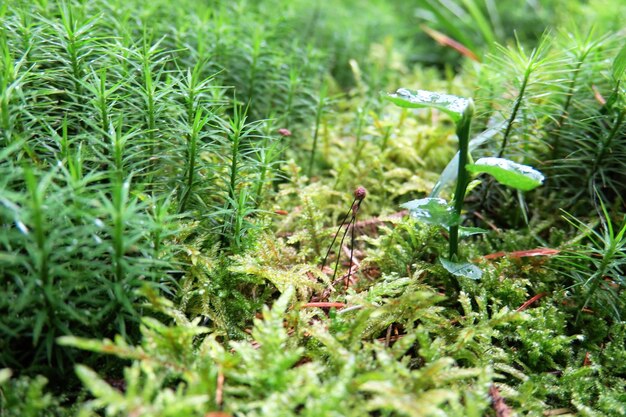 Foto fotografía completa de las plantas que crecen en el campo