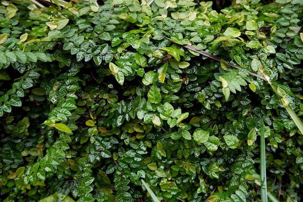 Foto fotografía completa de las plantas que crecen en una pared