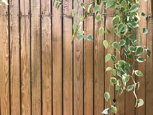 Foto fotografía completa de las plantas que crecen en la valla de madera