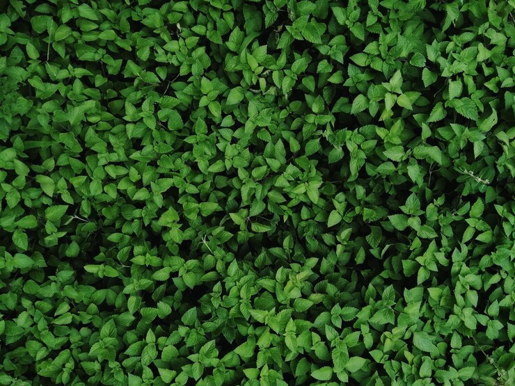 Foto fotografía completa de las plantas verdes frescas