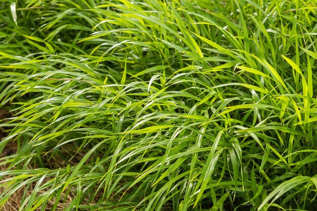 Fotografía completa de las plantas verdes frescas