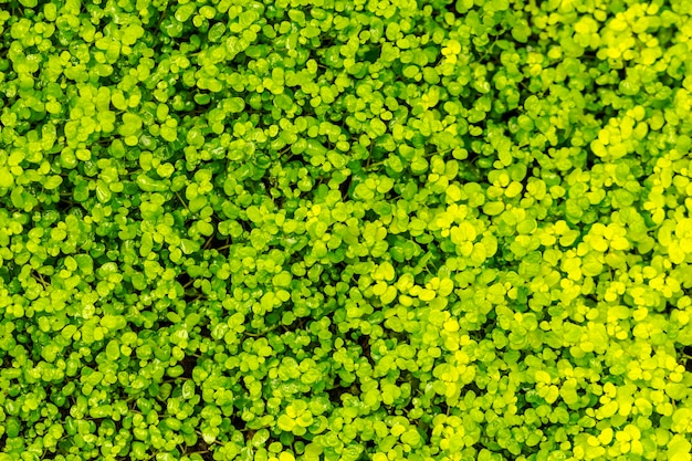 Foto fotografía completa de las plantas verdes