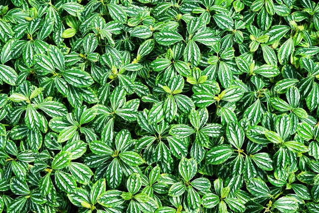 Fotografía completa de las plantas verdes