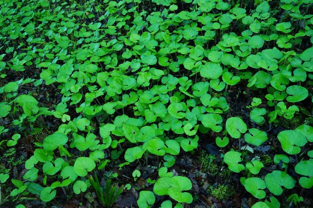 Fotografía completa de las plantas