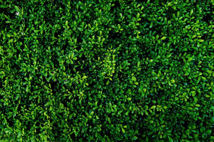 Foto fotografía completa de las plantas