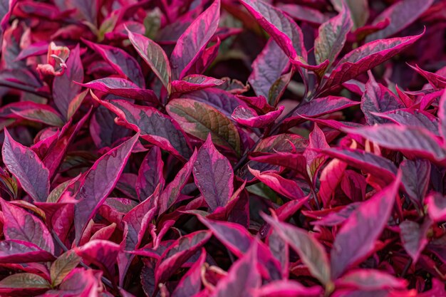 Foto fotografía completa de las plantas