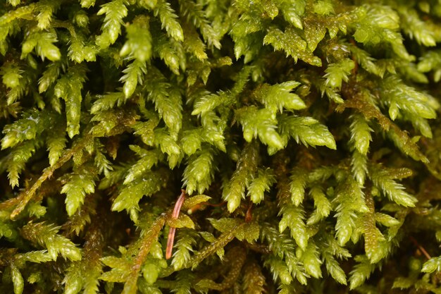 Foto fotografía completa de las plantas