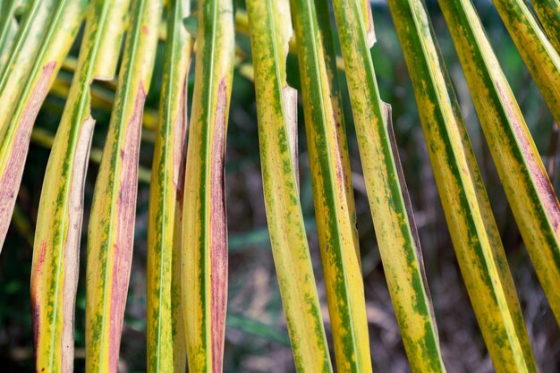 Fotografía completa de las plantas