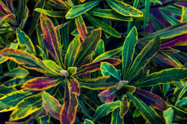 Foto fotografía completa de las plantas