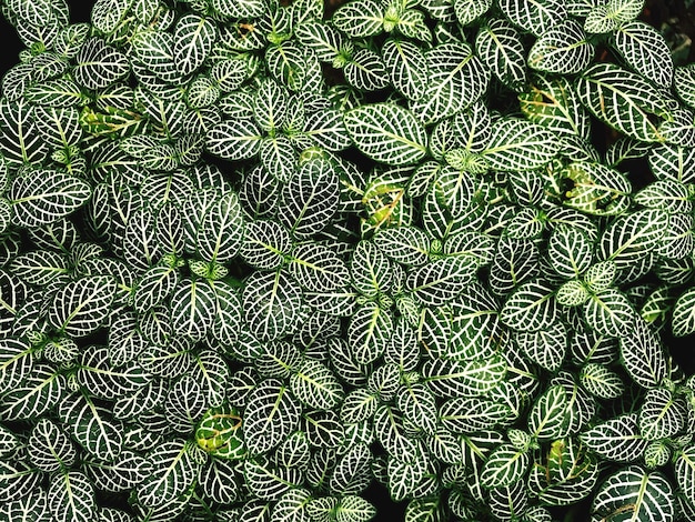 Foto fotografía completa de las plantas