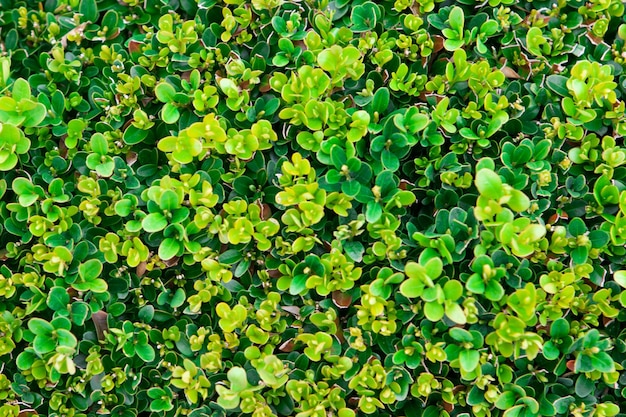 Fotografía completa de las plantas