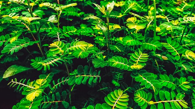 Foto fotografía completa de las plantas