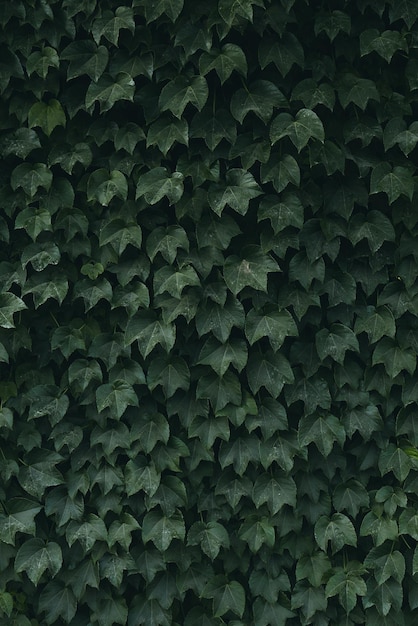 Fotografía completa de las plantas