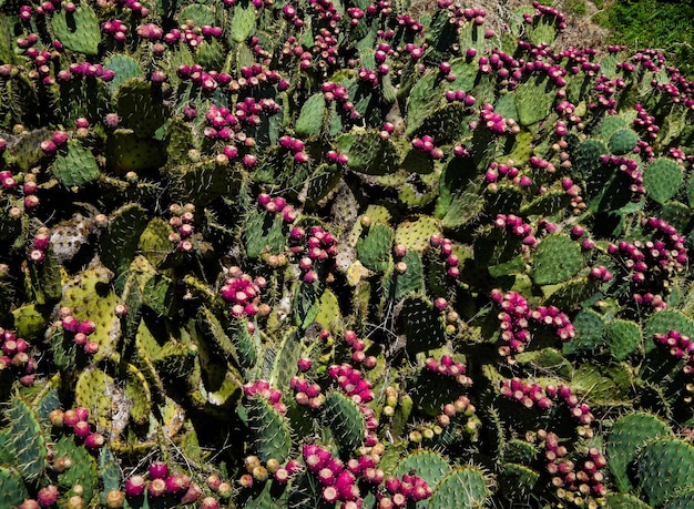 Foto fotografía completa de las plantas