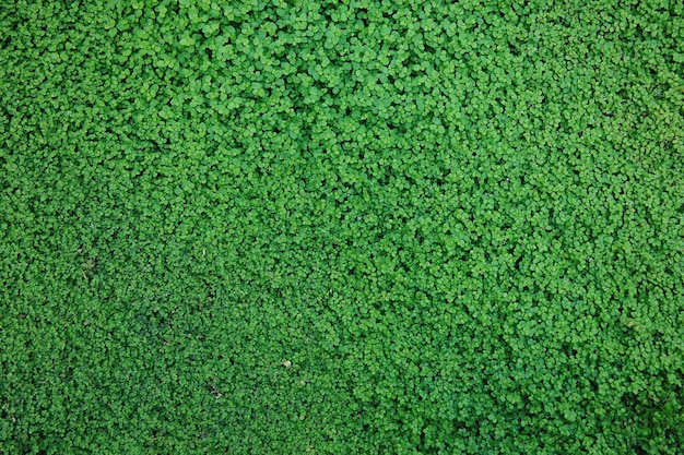 Fotografía completa de las plantas