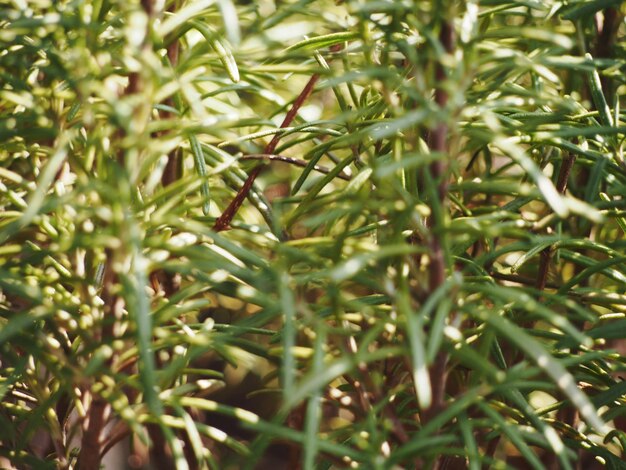 Foto fotografía completa de las plantas