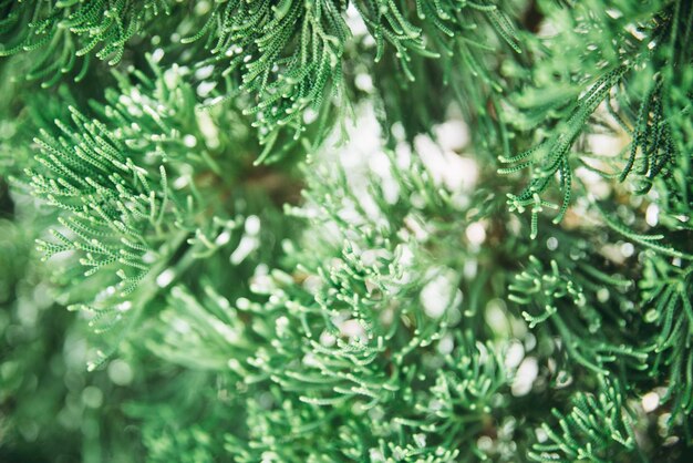 Fotografía completa de las plantas