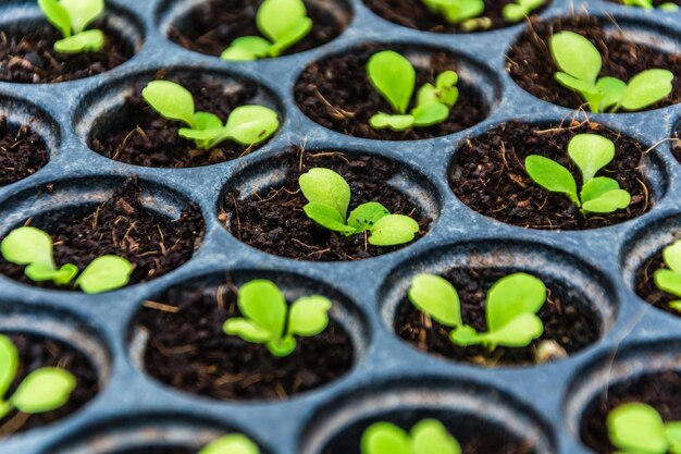 Foto fotografía completa de las plantas