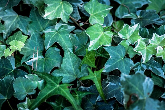 Foto fotografía completa de las plantas