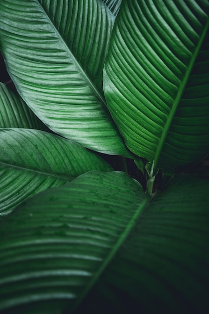 Fotografía completa de las plantas