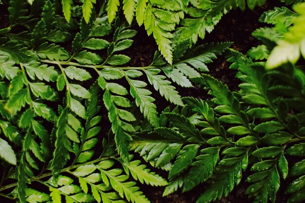 Fotografía completa de las plantas