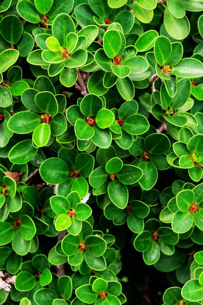 Fotografía completa de las plantas