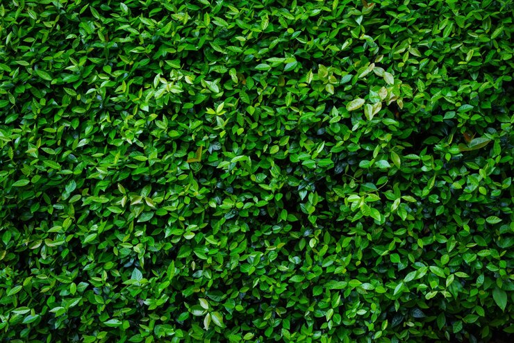Foto fotografía completa de las plantas