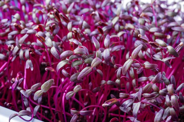 Fotografía completa de las plantas