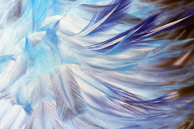 Fotografía completa de la pluma