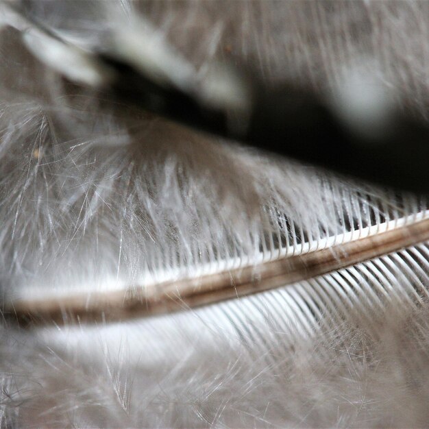 Foto fotografía completa de las plumas