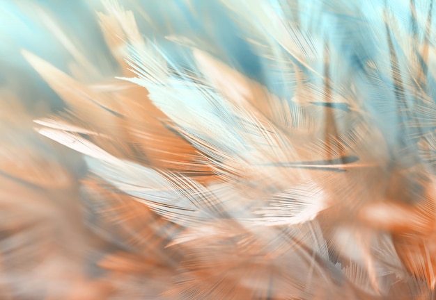 Fotografía completa de las plumas