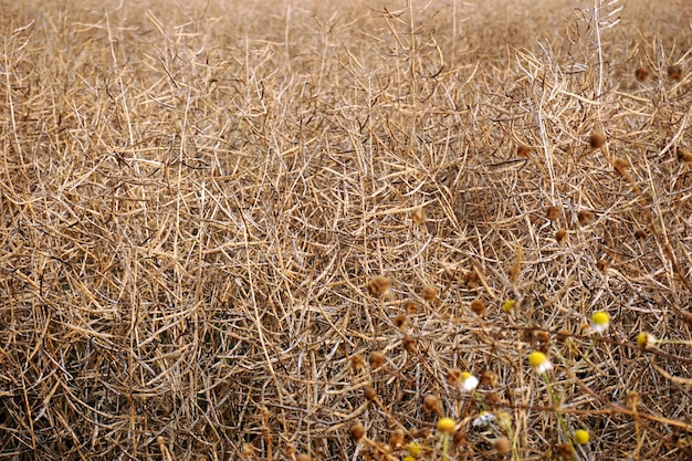 Foto fotografía completa de las ramas en el campo