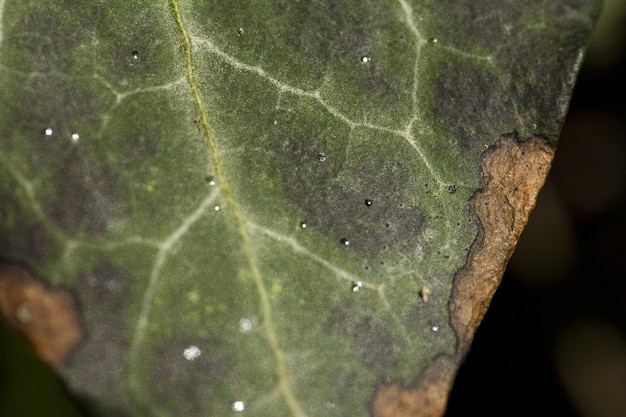 Foto fotografía completa de la red de araña mojada