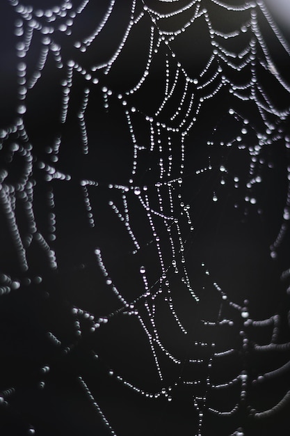 Fotografía completa de la red de araña mojada