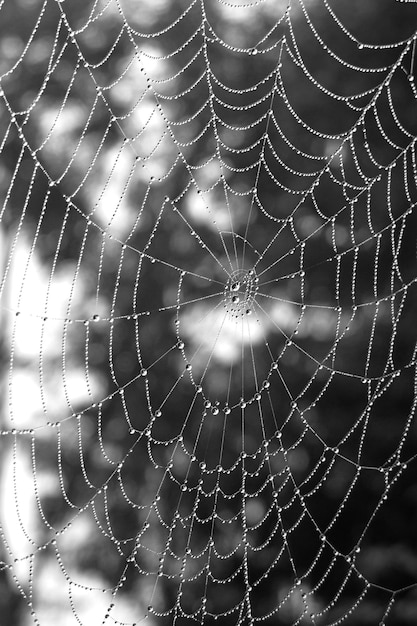 Fotografía completa de la red de araña mojada