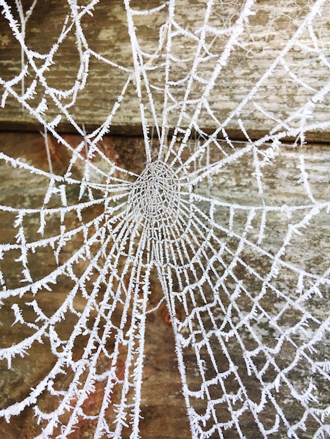 Fotografía completa de la red de araña