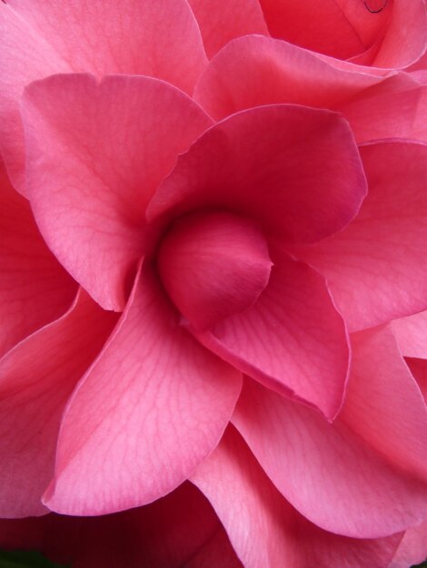 Foto fotografía completa de una rosa rosada