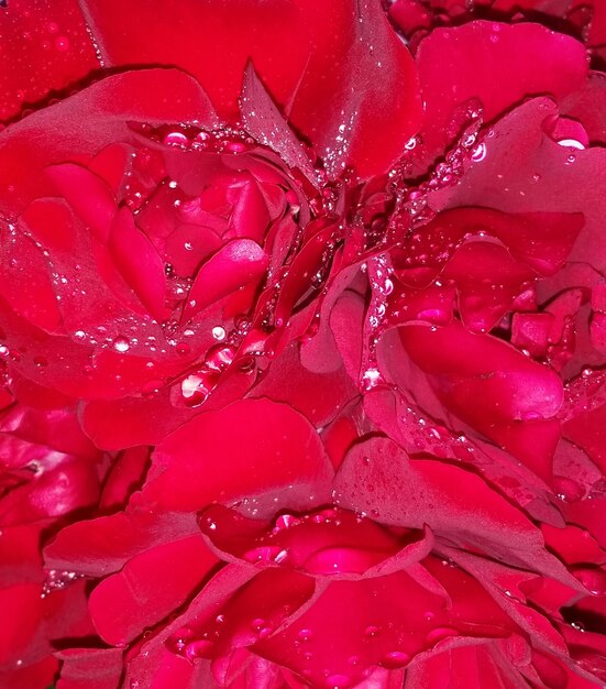 Fotografía completa de las rosas rojas