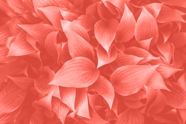 Fotografía completa de las rosas rojas