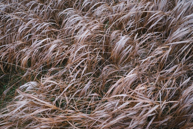 Foto fotografía completa de los tallos en el campo