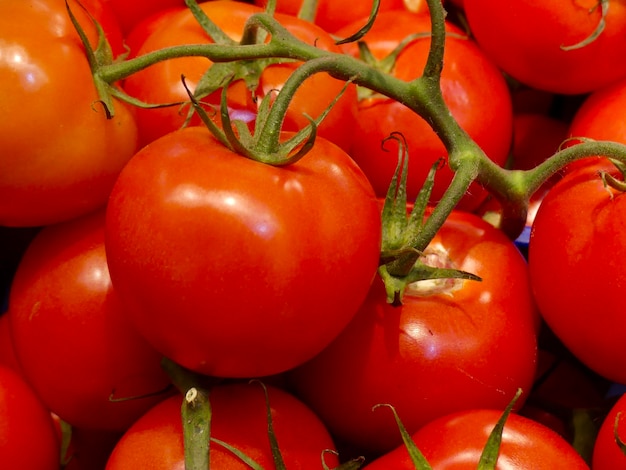 Fotografía completa de los tomates