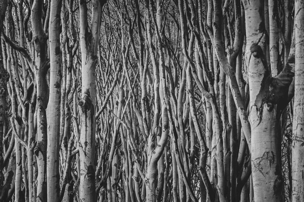 Foto fotografía completa del tronco de un árbol en el bosque