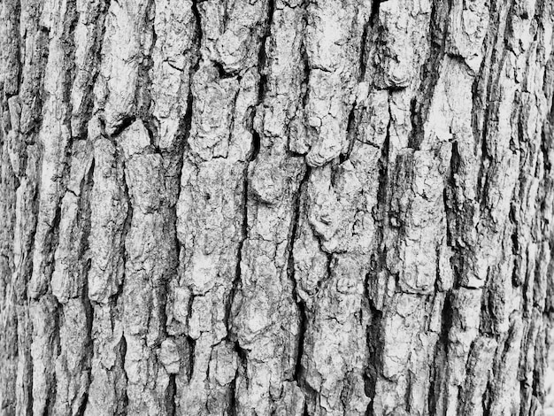 Fotografía completa del tronco del árbol en bruto