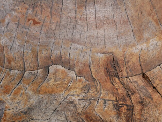 Fotografía completa del tronco del árbol con fondo de madera