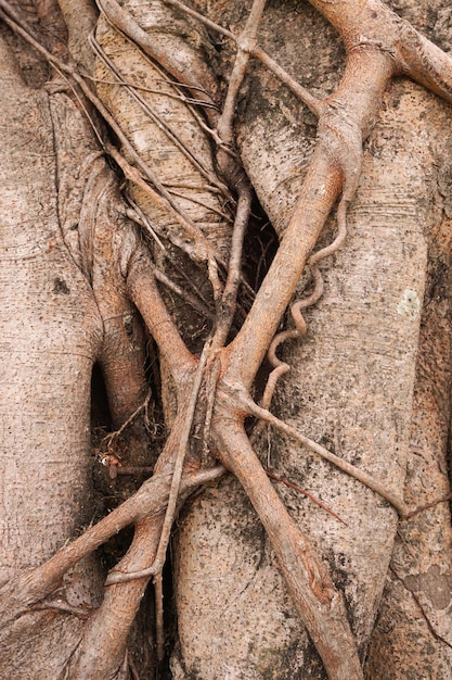 Foto fotografía completa del tronco del árbol