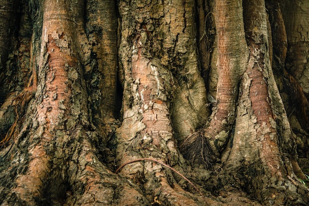 Fotografía completa del tronco del árbol