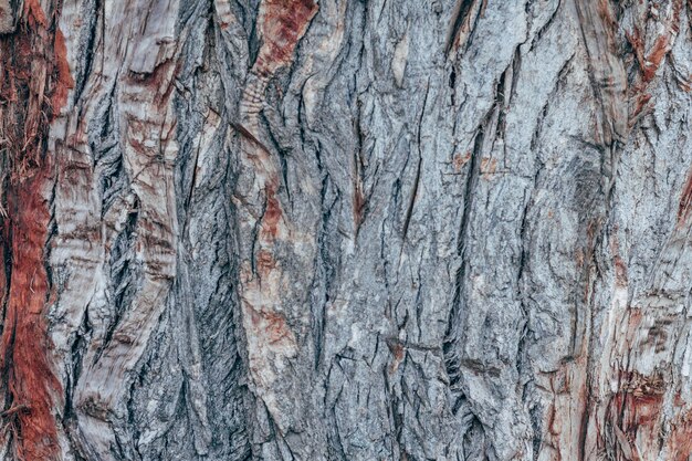 Foto fotografía completa del tronco del árbol