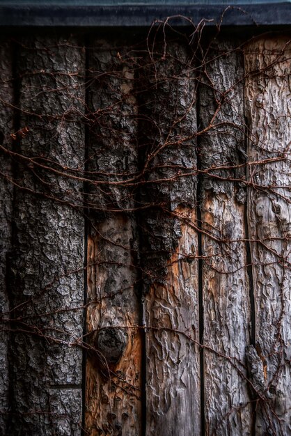 Foto fotografía completa del tronco del árbol