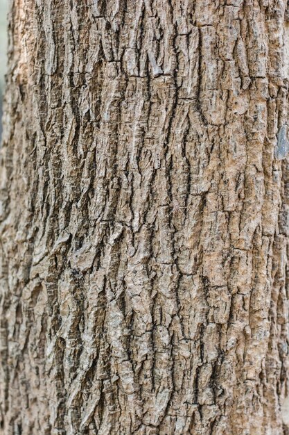 Foto fotografía completa del tronco del árbol
