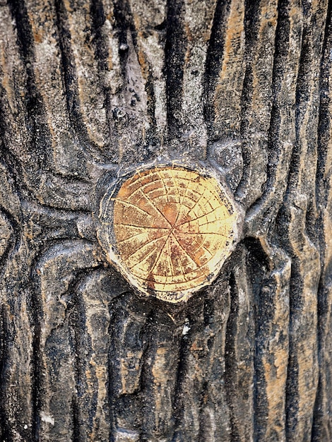 Fotografía completa del tronco del árbol